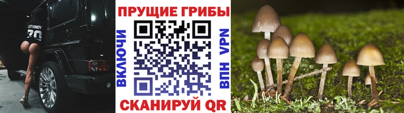 Псилоцибиновые грибы GOLDEN TEACHER  Кандалакша 